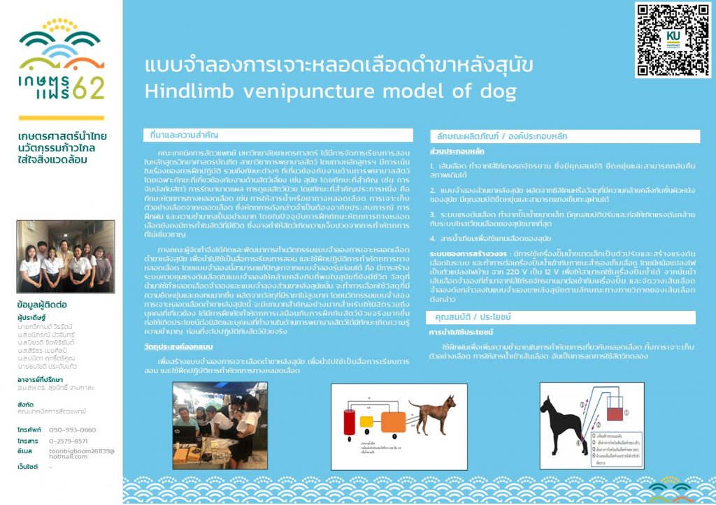 แบบจําลองการเจาะหลอดเลือดดําขาหลังสุนัข (Hindlimb venipuncture model of dog)